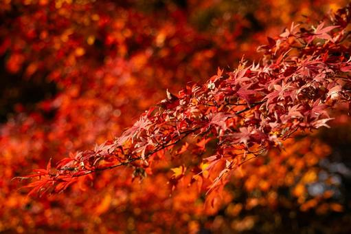 深紅の背景に浮かび上がる一筋の紅葉の枝 紅葉,カエデ,楓の写真素材
