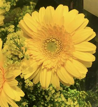 黄色いお花 黄色いお花の写真