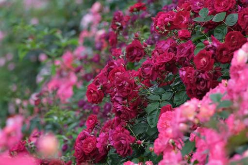 薔薇 薔薇の写真