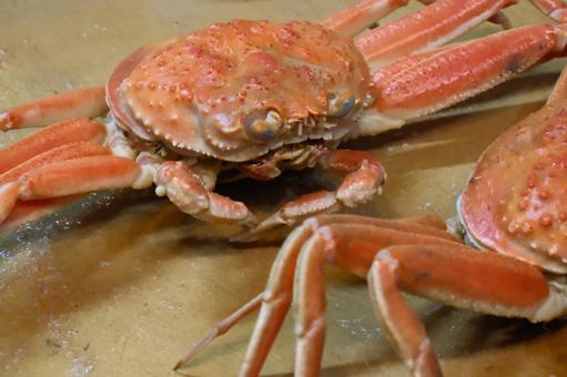 蟹 蟹,食べ物,甲羅の写真素材