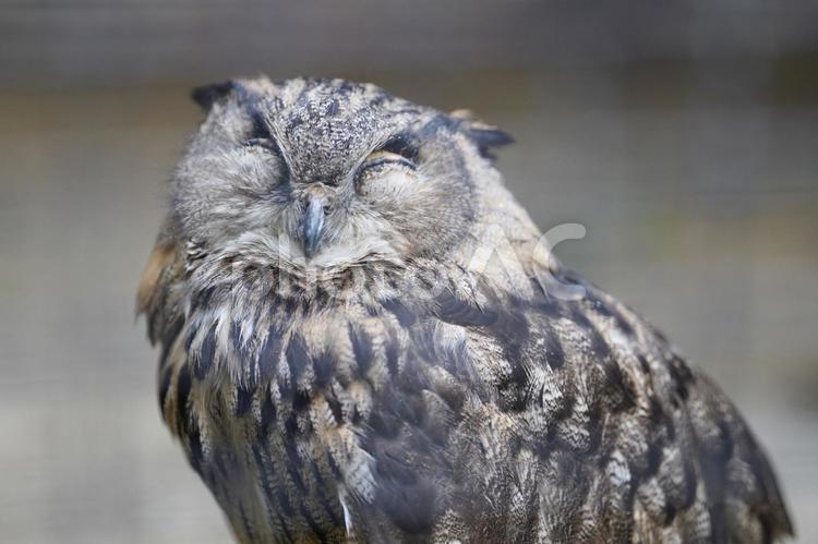 眠たそうなフクロウの表情 フクロウ,鳥,動物の写真素材
