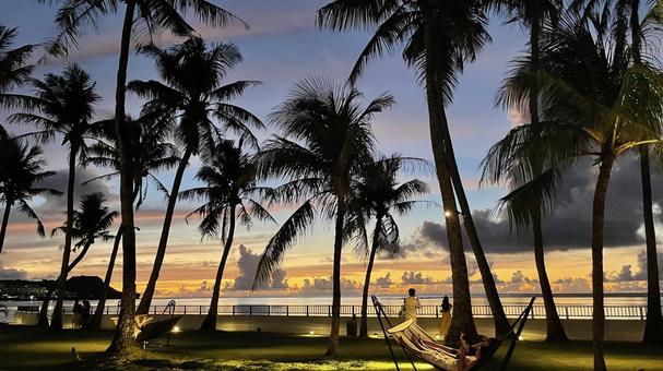 Photo, palm tree, summer, island, 