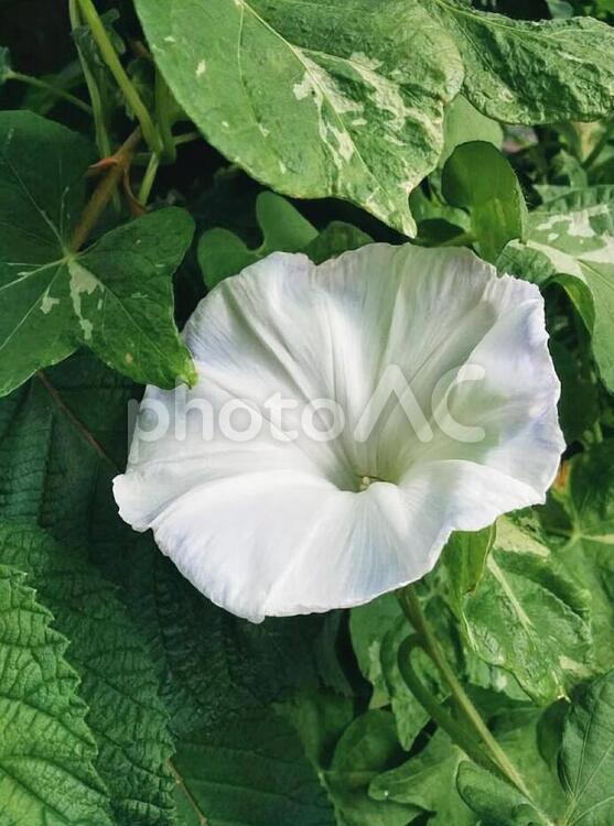 花　朝顔　あさがお　アサガオ　愛情　結束　短い愛　儚い愛　3 夏,朝顔,あさがおの写真素材