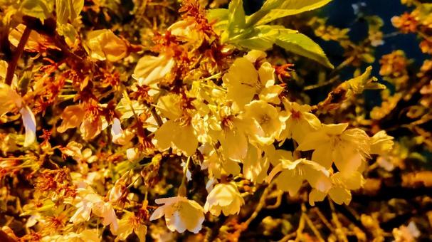 葉桜化 葉桜化 葉桜,桜,さくらの写真素材