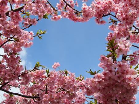 青空と河津桜。 青空と河津桜。 枝,河津桜,ピンク色の写真素材