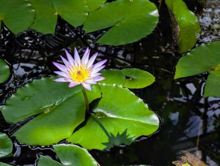 A single water lily adds color to the silence, JPG