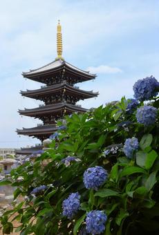 6月中旬の法然寺の五重塔とアジサイの花 6月中旬の法然寺の五重塔とアジサイの花の写真