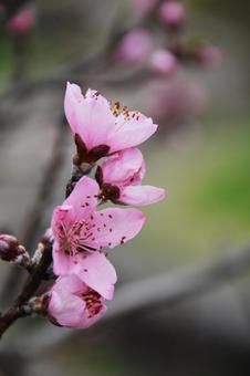 桃の花 桃の花の写真