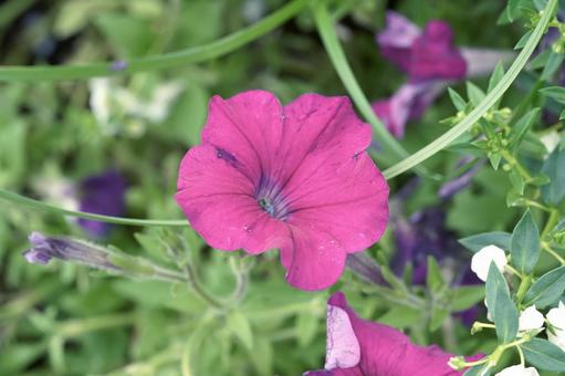 鮮やかなマゼンタ色のペチュニアの花 花,ペチュニア,マゼンタの写真素材