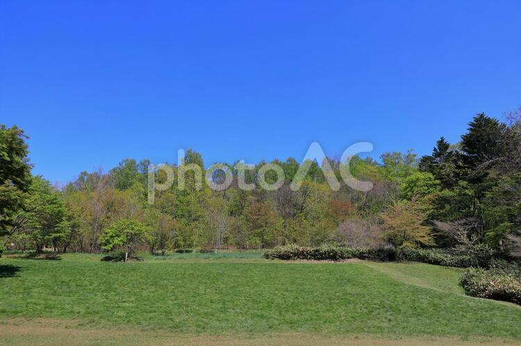 長橋なえぼ公園の広場(新緑の季節) 新緑,春紅葉,青空の写真素材