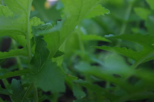 菜園の大根の葉の緑　2 ダイコン,大根,葉の写真素材