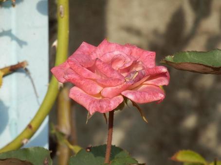 【薔薇の写真】バラの花 バラ,薔薇,植物の写真素材