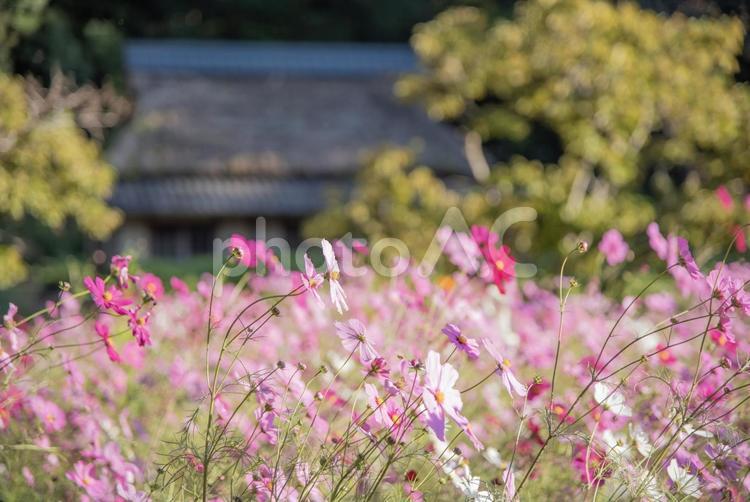 コスモスと旧家 コスモス,花,景色の写真素材