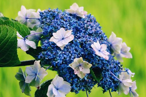 紫陽花…… 紫陽花……の写真