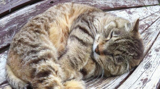 あざといにも程がある猫様　魚眼風 猫,キジトラ,寝転ぶの写真素材
