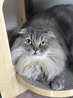 上を見つめる猫 猫,ペット,スコティッシュフォールドの写真素材