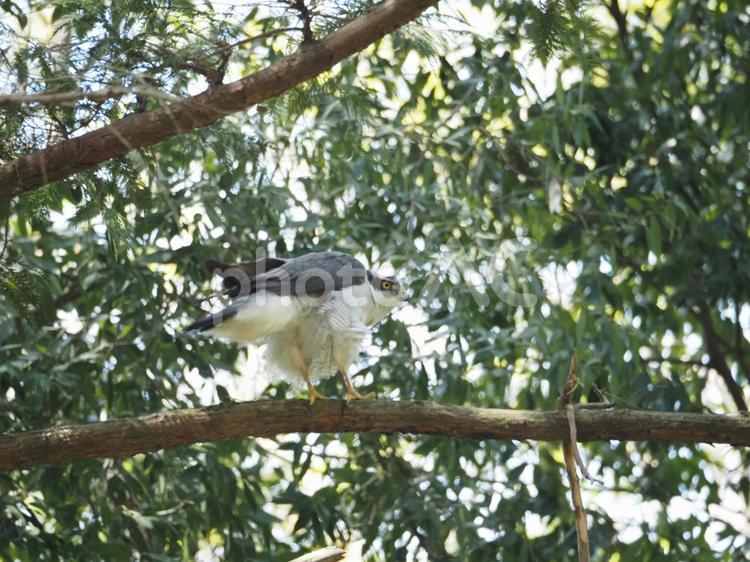 森の中にいるオオタカ　鷹　野鳥 オオタカ,大鷹,野鳥の写真素材
