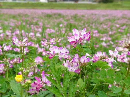 春の畑、レンゲ(蓮華草、ゲンゲ) 春の畑、レンゲ(蓮華草、ゲンゲ)の写真