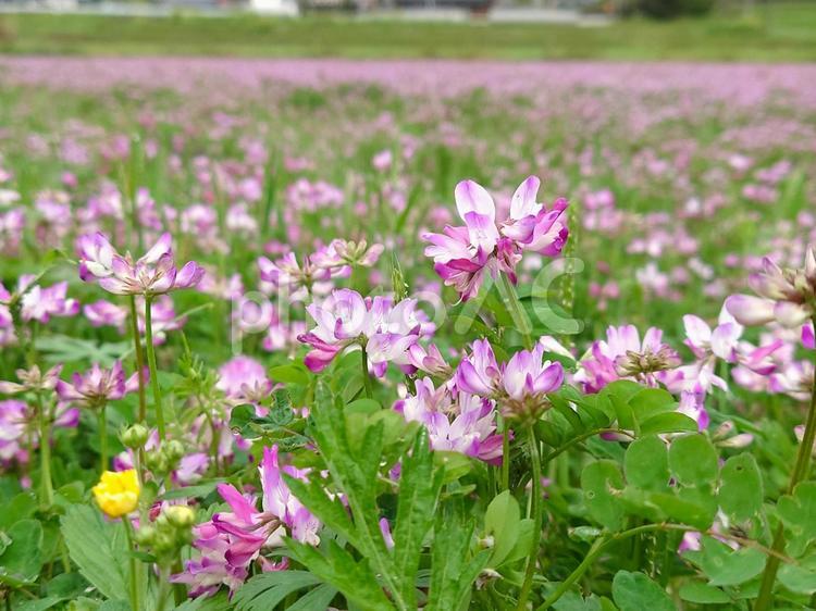 春の畑、レンゲ（蓮華草、ゲンゲ） 春,花畑,レンゲの写真素材