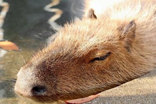 お湯につかるカピバラ カピバラ,お湯,お風呂の写真素材