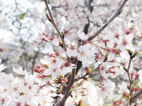 満開の桜 満開の桜の写真