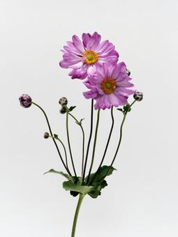 ピンク色の秋明菊の花 ピンク色の秋明菊の花 花,シュウメイギク,植物の写真素材