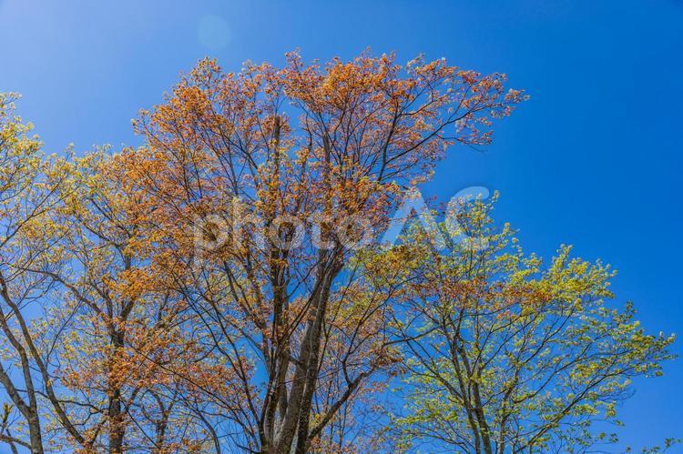 新緑の樹木　真っ赤な春紅葉 春紅葉,紅葉,春の写真素材