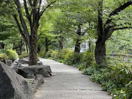 神田川7月:生い茂る夏の遊歩道 2025 神田川7月:生い茂る夏の遊歩道 2025 遊歩道,緑樹,緑の写真素材
