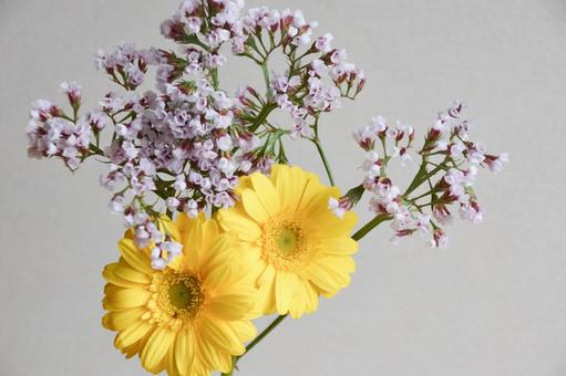 ガーベラとスターチス スターチス,植物,花の写真素材