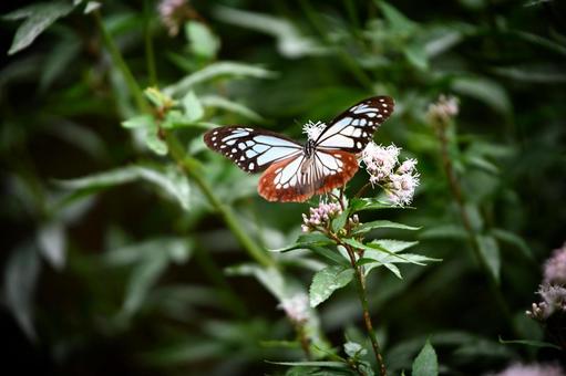 アサギマダラ4 アサギマダラ4の写真