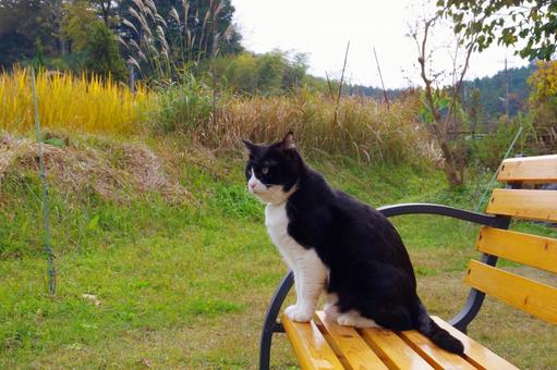 ベンチに座るハチワレ猫 ハチワレ猫,ねこ,ベンチの写真素材