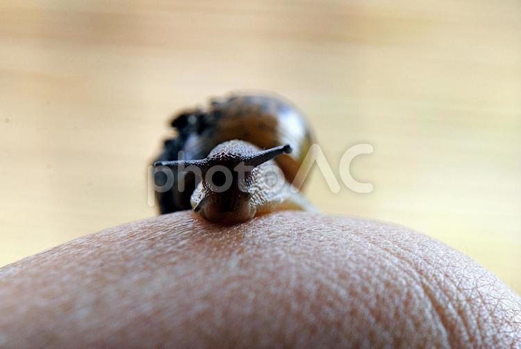 カタツムリのクローズアップ カタツムリ,蝸牛,生き物の写真素材