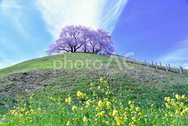 さきたま古墳と桜 古墳,桜,春の写真素材