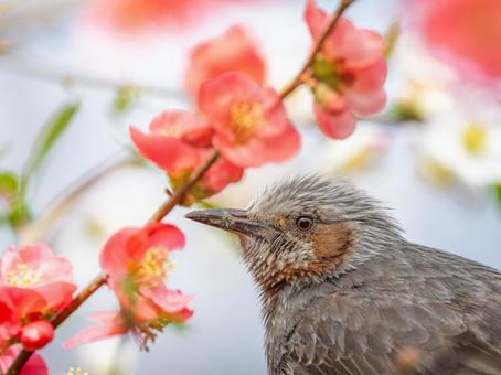 ボケの花とヒヨドリ ボケの花とヒヨドリの写真