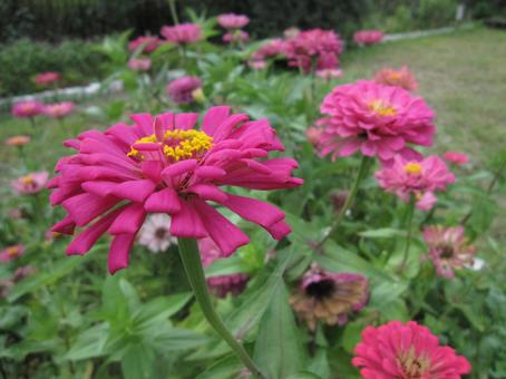 ヒャクニチソウ・ジニア　マクロ ヒャクニチソウ・ジニア,鮮やか,優雅の写真素材