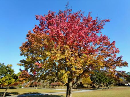 日本の秋の紅葉	 紅葉,カエデ,木の葉の写真素材