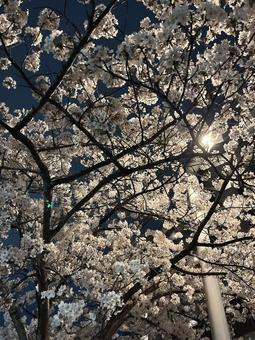 夜の桜と街灯 桜,サクラ,花の写真素材