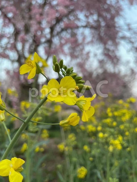 菜の花と桜 桜,さくら,益子町の写真素材