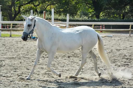 馬場を気持ちよさそうに走る白馬 馬,白馬,鬣の写真素材