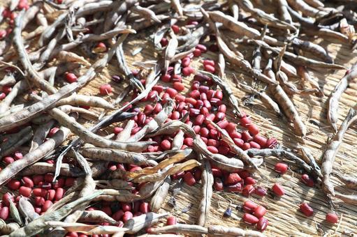 収穫した小豆の乾燥作業 小豆,大納言,乾燥の写真素材