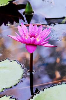 ニンファエア８（咲くやこの花館） ニンファエア,花,スイレンの写真素材