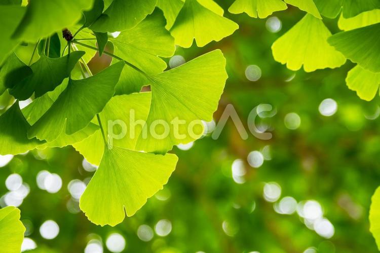 多賀神社のイチョウ⑾ 春,植物,樹木の写真素材