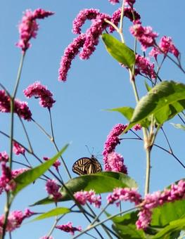 アゲハの急速 秋空,快晴,青色の写真素材