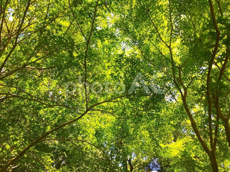 木漏れ日 木漏れ日,木,緑の写真素材