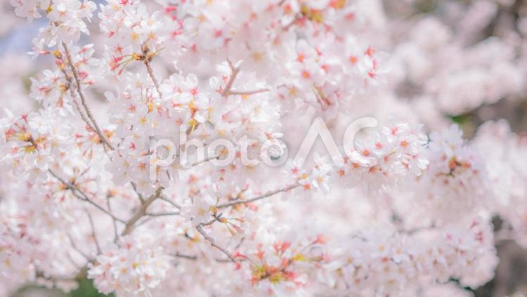 満開の桜のイメージ 桜,さくら,サクラの写真素材