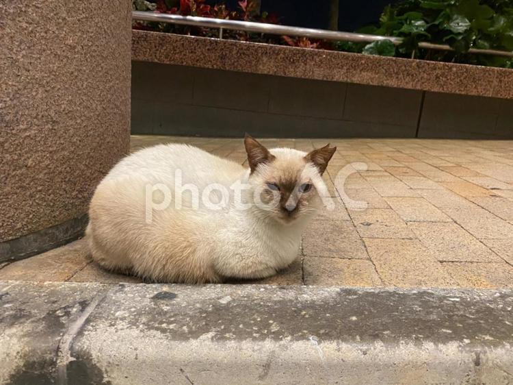こちらを見る白い猫 生き物,道端,野生の写真素材