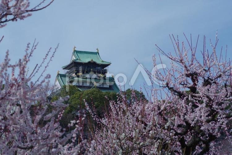 大阪城　大阪城公園　梅林　梅　ウメ 大阪城,大阪城公園,梅林の写真素材