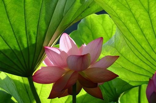 神聖な花 ハス,花,ハス科の植物の写真素材