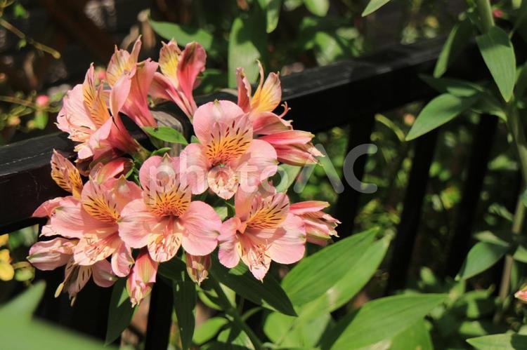 アルストロメリア　オレンジ色の花　春　 アルストロメリア,オレンジ色の花,オレンジの写真素材