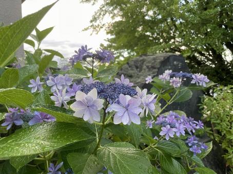 紫陽花 紫陽花の写真